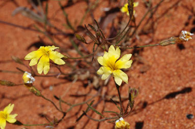 APII jpeg image of Goodenia berardiana  © contact APII