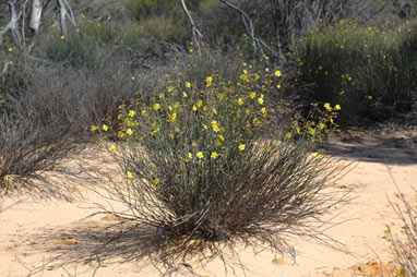 APII jpeg image of Hibbertia conspicua  © contact APII