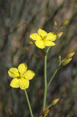 APII jpeg image of Hibbertia conspicua  © contact APII