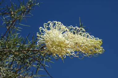 APII jpeg image of Grevillea annulifera  © contact APII