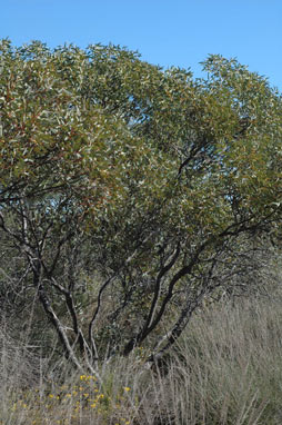 APII jpeg image of Eucalyptus oldfieldii  © contact APII