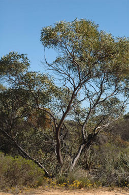 APII jpeg image of Eucalyptus oldfieldii  © contact APII