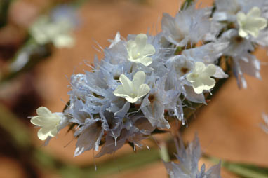 APII jpeg image of Limonium lobatum  © contact APII