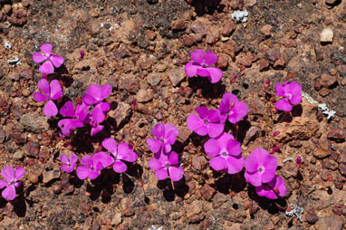 APII jpeg image of Calandrinia primuliflora  © contact APII