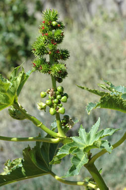 APII jpeg image of Ricinus communis  © contact APII