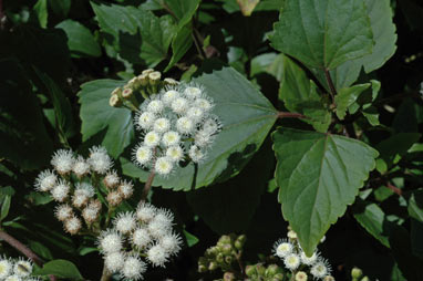 APII jpeg image of Ageratina adenophora  © contact APII