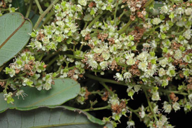 APII jpeg image of Cupaniopsis anacardioides  © contact APII