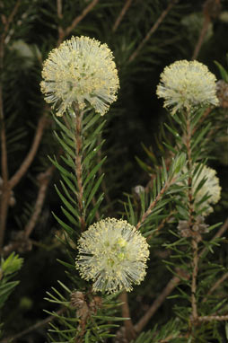 APII jpeg image of Melaleuca capitata  © contact APII