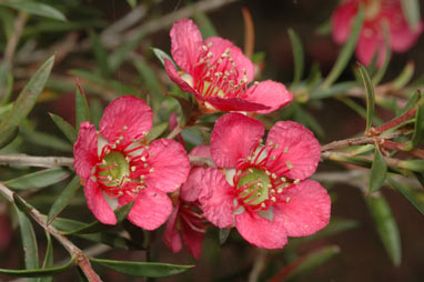 APII jpeg image of Leptospermum 'Bywong Merinda'  © contact APII