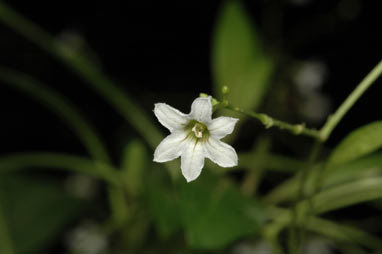 APII jpeg image of Duboisia myoporoides  © contact APII