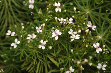 APII jpeg image of Stylidium spinulosum  © contact APII