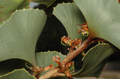 APII jpeg image of Hakea brownii  © contact APII