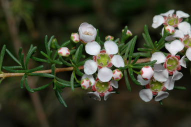 APII jpeg image of Thryptomene micrantha  © contact APII