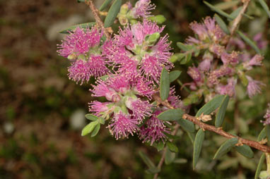 APII jpeg image of Melaleuca laxiflora  © contact APII