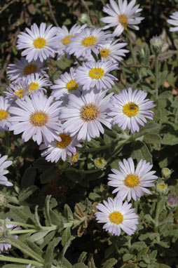 APII jpeg image of Olearia frostii  © contact APII