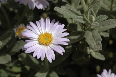 APII jpeg image of Olearia frostii  © contact APII