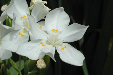 APII jpeg image of Dietes robinsoniana  © contact APII