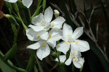 APII jpeg image of Dietes robinsoniana  © contact APII