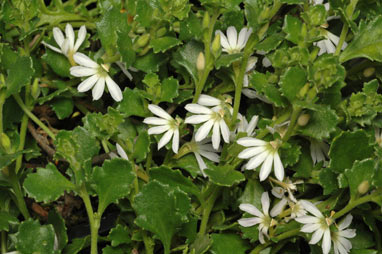 APII jpeg image of Scaevola albida 'White Carpet'  © contact APII