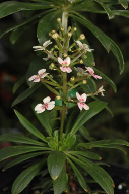 APII jpeg image of Stylidium 'Palgarup Trigger'  © contact APII