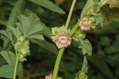 APII jpeg image of Malva parviflora  © contact APII