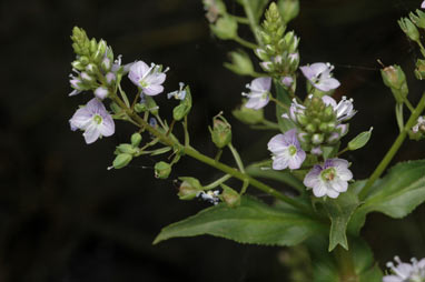 APII jpeg image of Veronica anagallis-aquatica  © contact APII