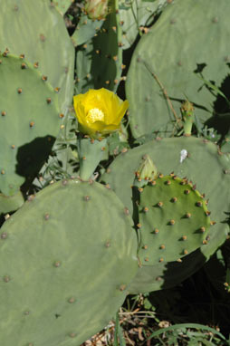 APII jpeg image of Opuntia stricta  © contact APII