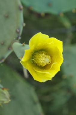 APII jpeg image of Opuntia stricta  © contact APII