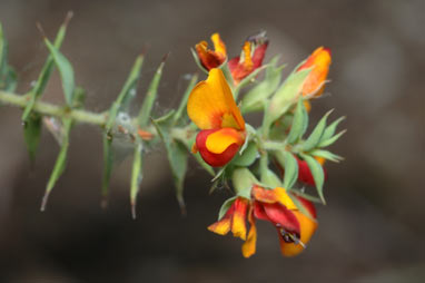 APII jpeg image of Pultenaea spinosa  © contact APII