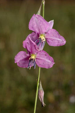 APII jpeg image of Arthropodium fimbriatum  © contact APII