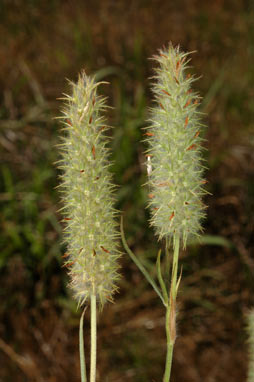 APII jpeg image of Trifolium angustifolium var. angustifolium  © contact APII