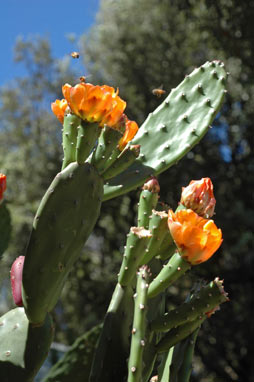 APII jpeg image of Opuntia tomentosa  © contact APII