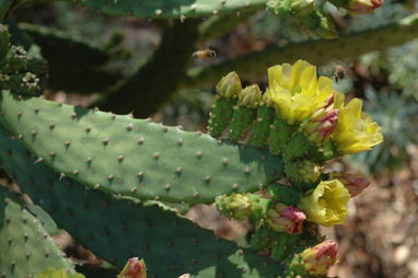 APII jpeg image of Opuntia schickendantzii  © contact APII