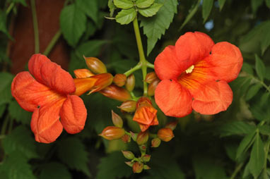 APII jpeg image of Campsis radicans  © contact APII