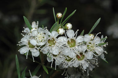 APII jpeg image of Kunzea ericoides  © contact APII