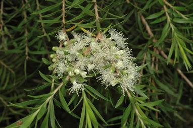 APII jpeg image of Melaleuca bracteata  © contact APII