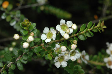 APII jpeg image of Sannantha crenulata  © contact APII