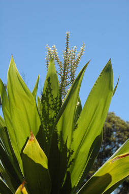 APII jpeg image of Cordyline obtecta  © contact APII