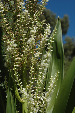 APII jpeg image of Cordyline obtecta  © contact APII