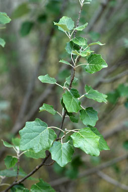 APII jpeg image of Populus alba  © contact APII