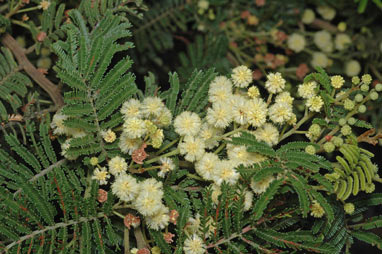 APII jpeg image of Acacia constablei  © contact APII