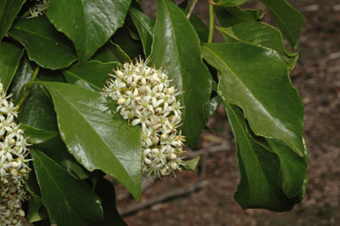 APII jpeg image of Auranticarpa rhombifolia  © contact APII