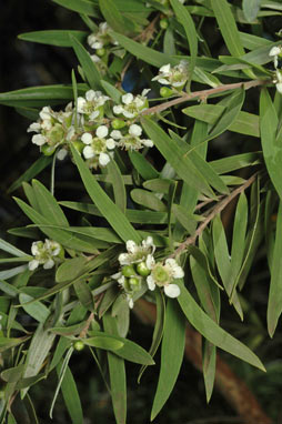 APII jpeg image of Leptospermum brachyandrum  © contact APII