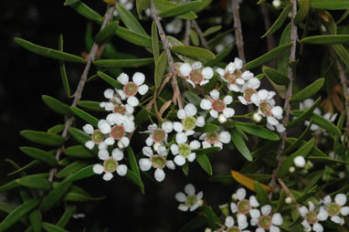 APII jpeg image of Babingtonia pluriflora 'White Cascade'  © contact APII