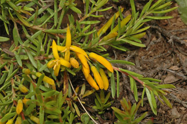 APII jpeg image of Persoonia chamaepeuce  © contact APII