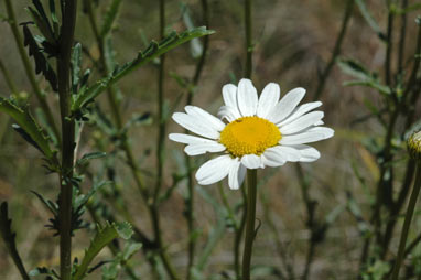 APII jpeg image of Leucanthemum vulgare  © contact APII