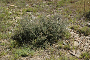 APII jpeg image of Leptospermum myrtifolium  © contact APII