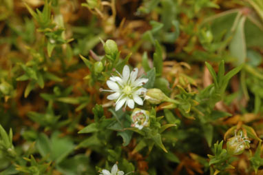 APII jpeg image of Stellaria angustifolia var. tenella  © contact APII