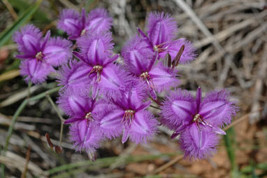 APII jpeg image of Thysanotus tuberosus subsp. tuberosus  © contact APII