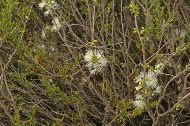 APII jpeg image of Melaleuca lateriflora  © contact APII